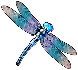 Symbol Dragonflies